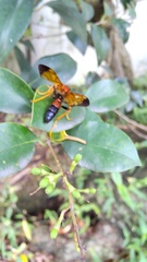 Quandrus pepsoides