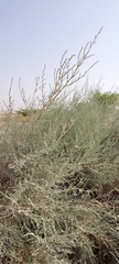 Tamarix aucheriana