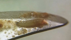 Rhagoletis indifferens