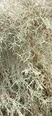 Tamarix aucheriana