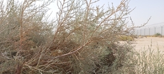 Tamarix aucheriana
