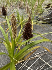 Carex macrocephala
