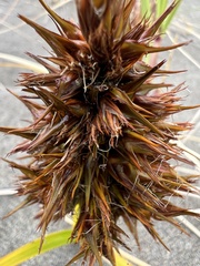 Carex macrocephala
