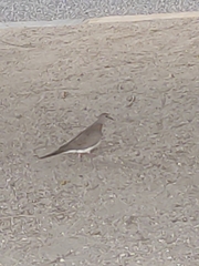 Streptopelia senegalensis