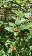 Cotoneaster konishii
