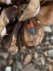 Melanopleurus belfragei