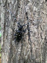 Anoplophora glabripennis