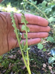 Botrychium ascendens