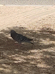 Columba livia