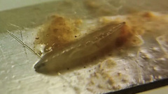 Rhagoletis indifferens