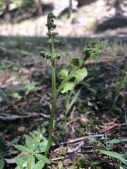 Botrychium ascendens