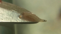 Rhagoletis indifferens