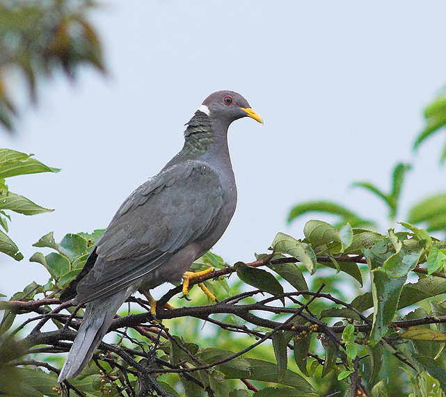 Band-tailed Pigeon (Don Edwards San Francisco Bay National Wildlife Refuge)  · iNaturalist