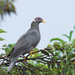 Band-tailed Pigeon - Photo (c) Doug Greenberg, some rights reserved (CC BY-NC-ND)