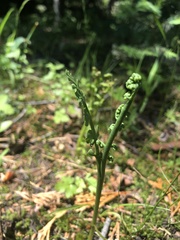 Botrychium ascendens