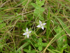 Lomatogonium minus
