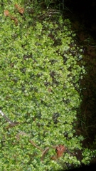 Lunularia cruciata