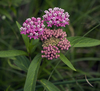 Swamp Milkweed - Photo (c) aarongunnar, some rights reserved (CC BY), uploaded by aarongunnar