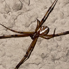 Latrodectus hesperus