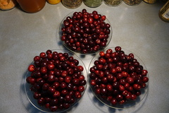 Rhagoletis indifferens