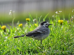 Motacilla alba