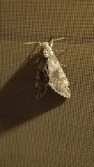 Sphingini