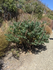 Thermopsis macrophylla