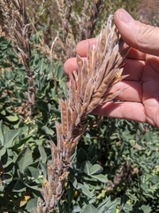 Thermopsis macrophylla