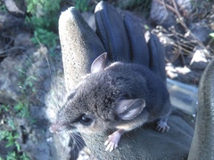 Peromyscus levipes