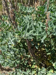 Thermopsis macrophylla