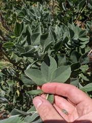Thermopsis macrophylla