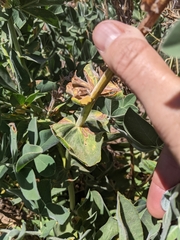 Thermopsis macrophylla