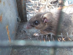 Peromyscus levipes