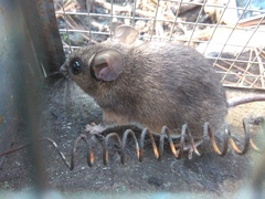 Peromyscus levipes