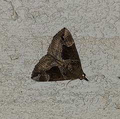 Hypena manalis