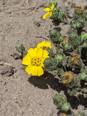 Deinandra increscens