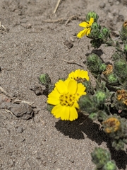 Deinandra increscens