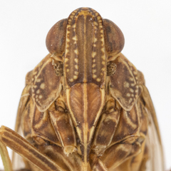 Chondrophana gayi