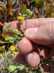 Deinandra increscens