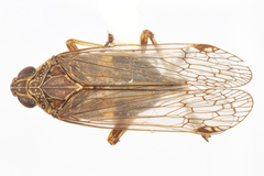 Chondrophana gayi