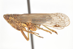 Chondrophana gayi