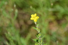 Crocanthemum canadense