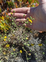 Deinandra increscens