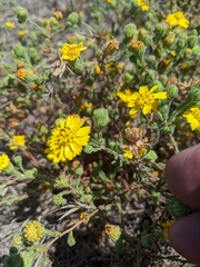 Deinandra increscens