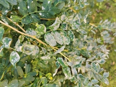 Erysiphe palczewskii