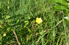 Crocanthemum canadense