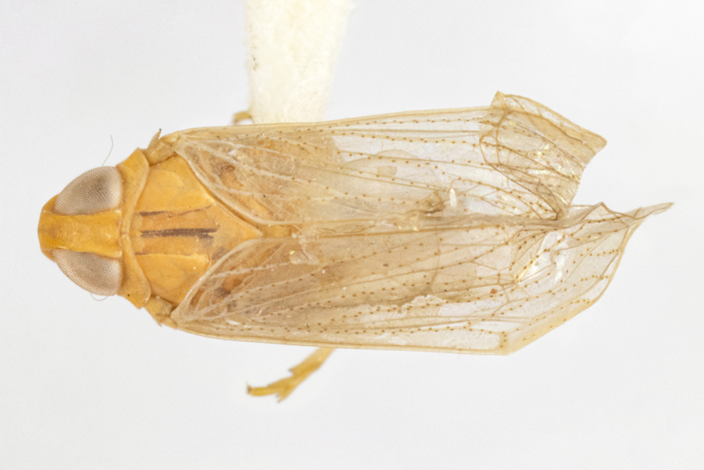 Haplaxius jamaicae