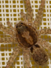 Pardosa agrestis