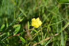Crocanthemum canadense