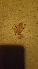 Pseudacris sierra